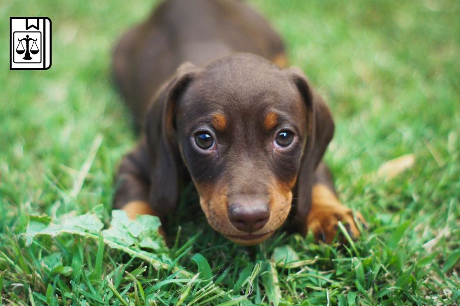 Pensione per Cani: Affidati ai Migliori Esperti